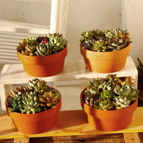Pots de Fleurs en Terre Cuite Écologiques (4 + 2 Offerts)