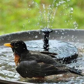 Fontaine pour Oiseaux avec Panneau Solaire