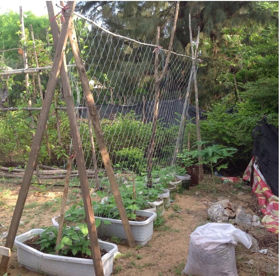 Filet de Soutien Premium pour Plantes Grimpantes