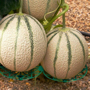 Support de Croissance Premium pour Fruits et Légumes Rampants